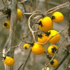 Horse Nettle berries in autumn. Click for larger picture.