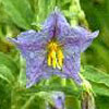 Horse Nettle blossom in spring. Click for larger picture.