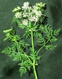 Poison Hemlock. Photo courtesy of Colorado State University. Click for larger image.