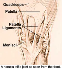 A horse's stifle joint as seen from the front.
