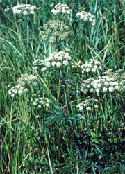 Water Hemlock. Photo courtesy of Colorado State University. Click for larger image.