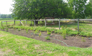 During dry spells, rain gardens should be watered manually to maintain plant growth.