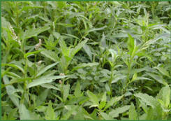 Without a proper pasture management plan, weeds and poisonous plants may overtake nutritious pasture grasses.