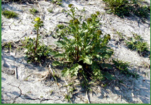 Overgrazing, lack of pasture management, and adverse environmental conditions can cause weeds such as yellow rocket to flourish. 